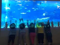 Acquario